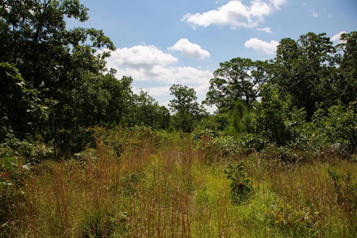 Decorative background for Tyler Stone Ranch Tract 74 image 11