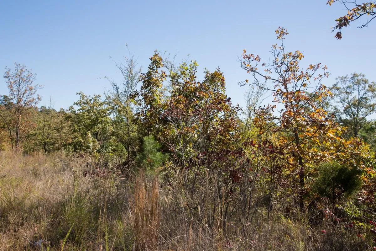 Decorative background for Stone Creek Phase I Tract 173 image 5