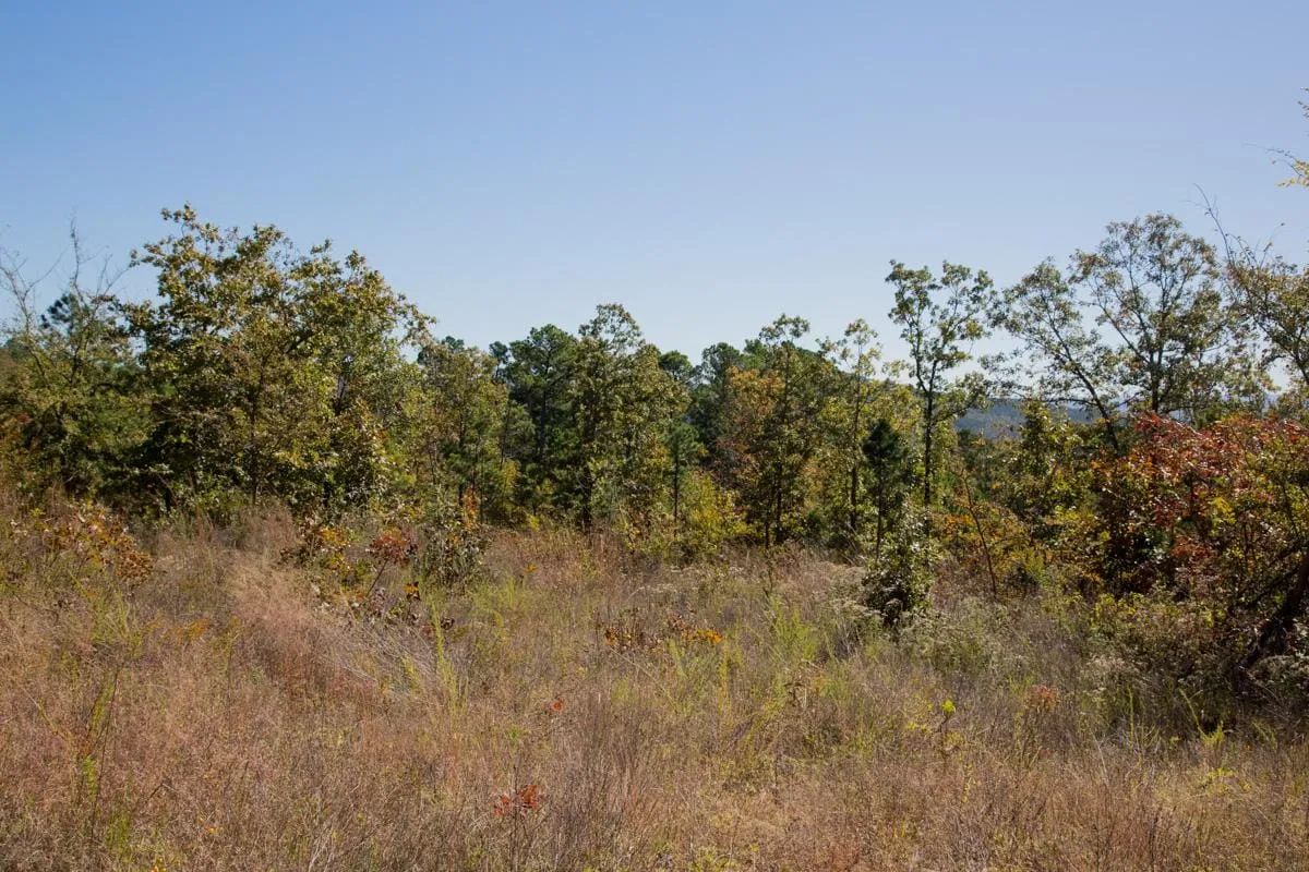 Decorative background for Stone Creek Phase I Tract 173 image 7