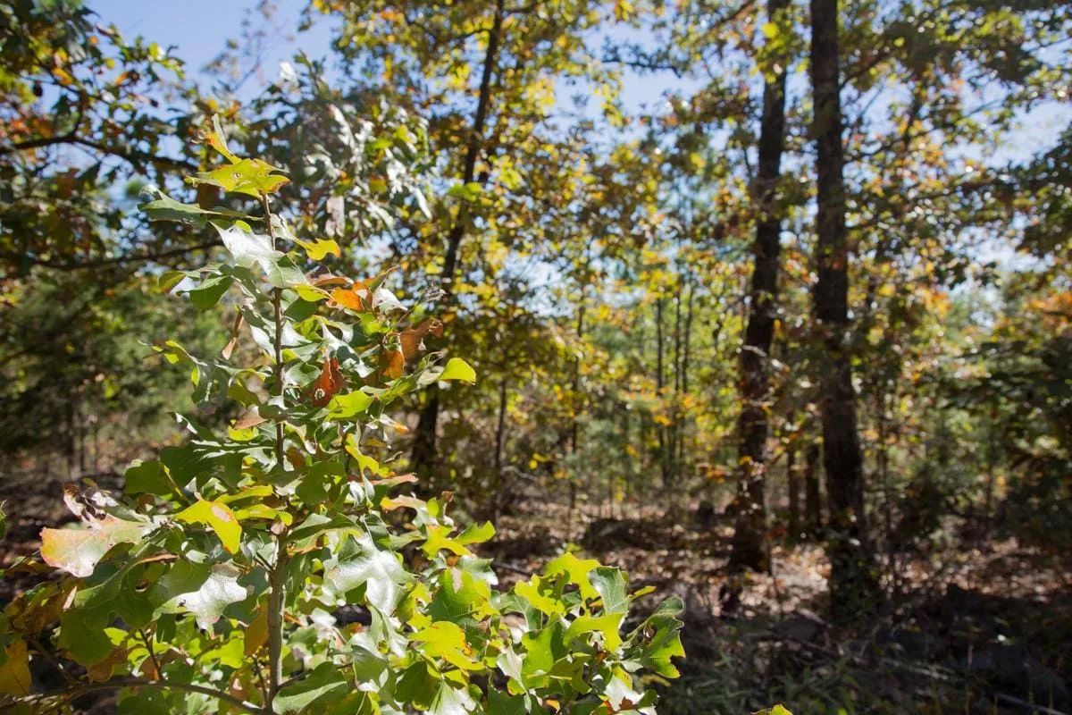 Decorative background for Stone Creek Phase I Tract 173 image 9