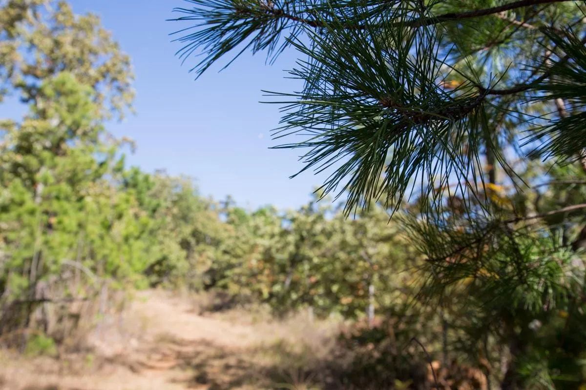 Decorative background for Stone Creek Phase I Tract 173 image 12