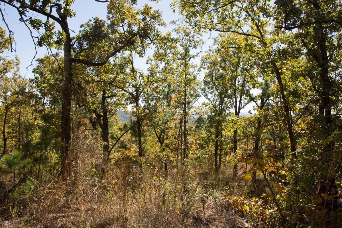Decorative background for Stone Creek Phase I Tract 173 image 13