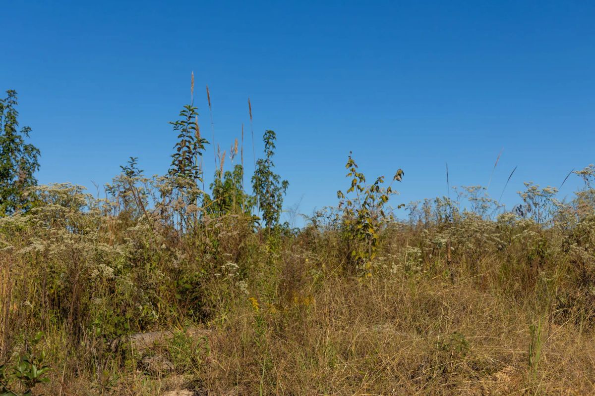 Decorative background for Meyer’s Ridge Tract 10 image 5