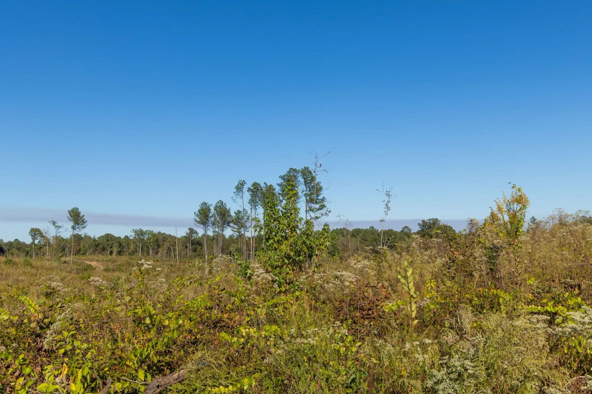 Decorative background for Meyer’s Ridge Tract 10 image 6