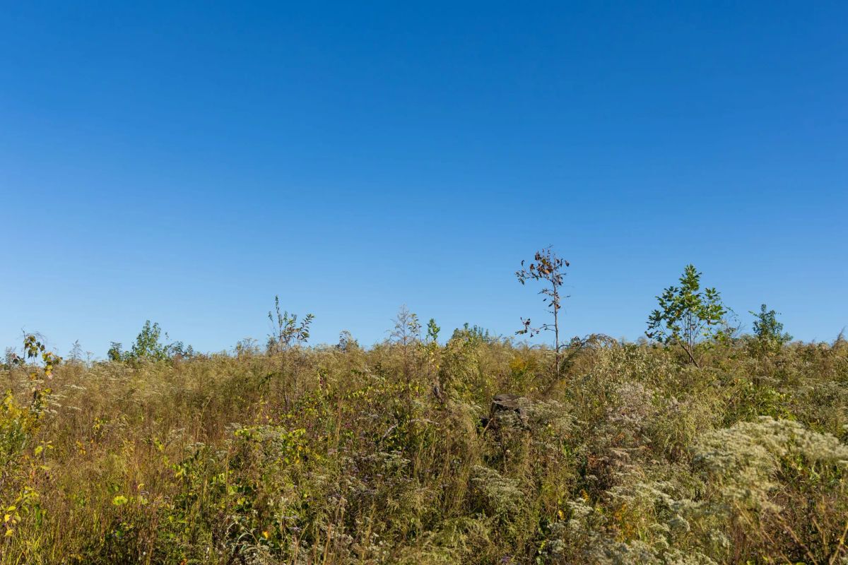 Decorative background for Meyer’s Ridge Tract 10 image 8