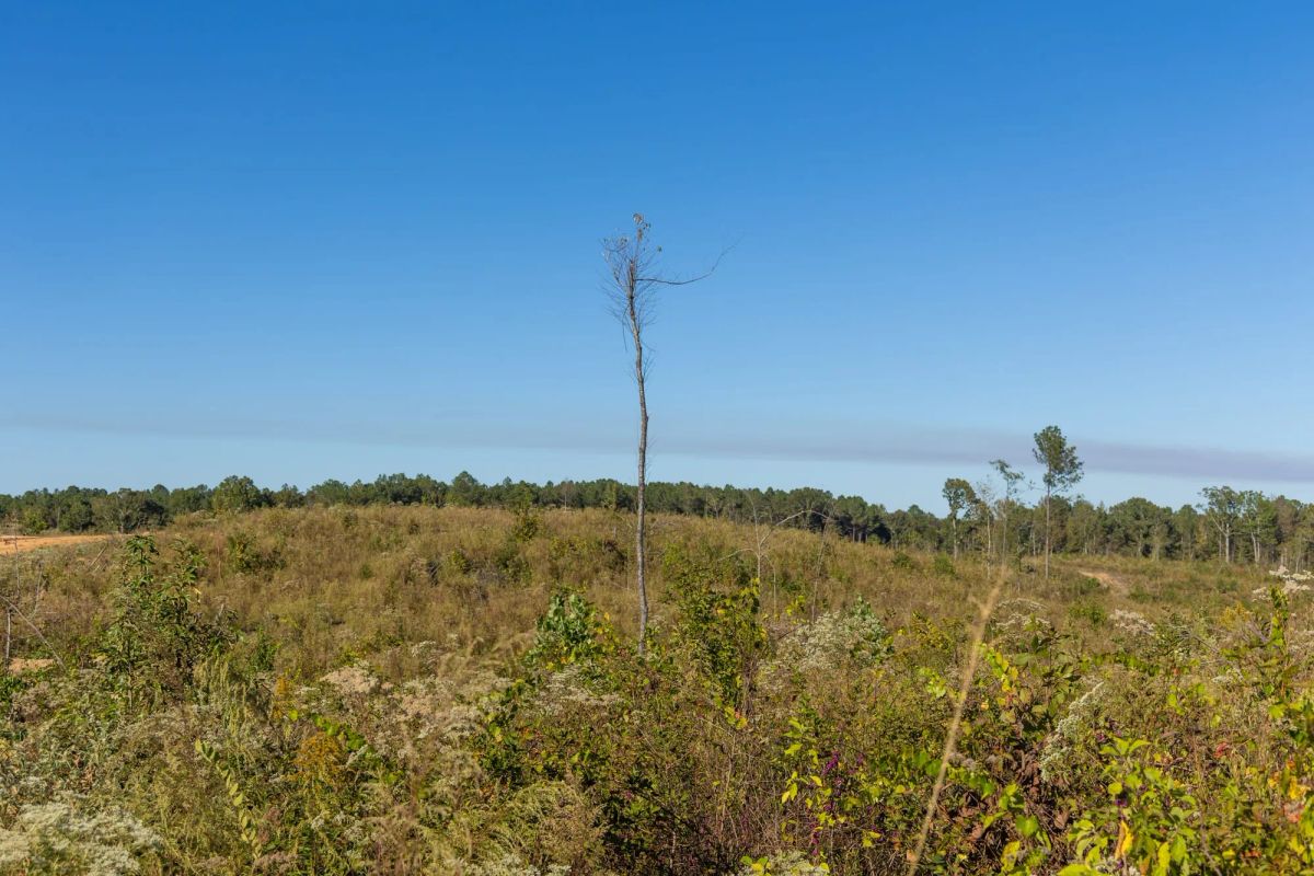 Decorative background for Meyer’s Ridge Tract 10 image 9