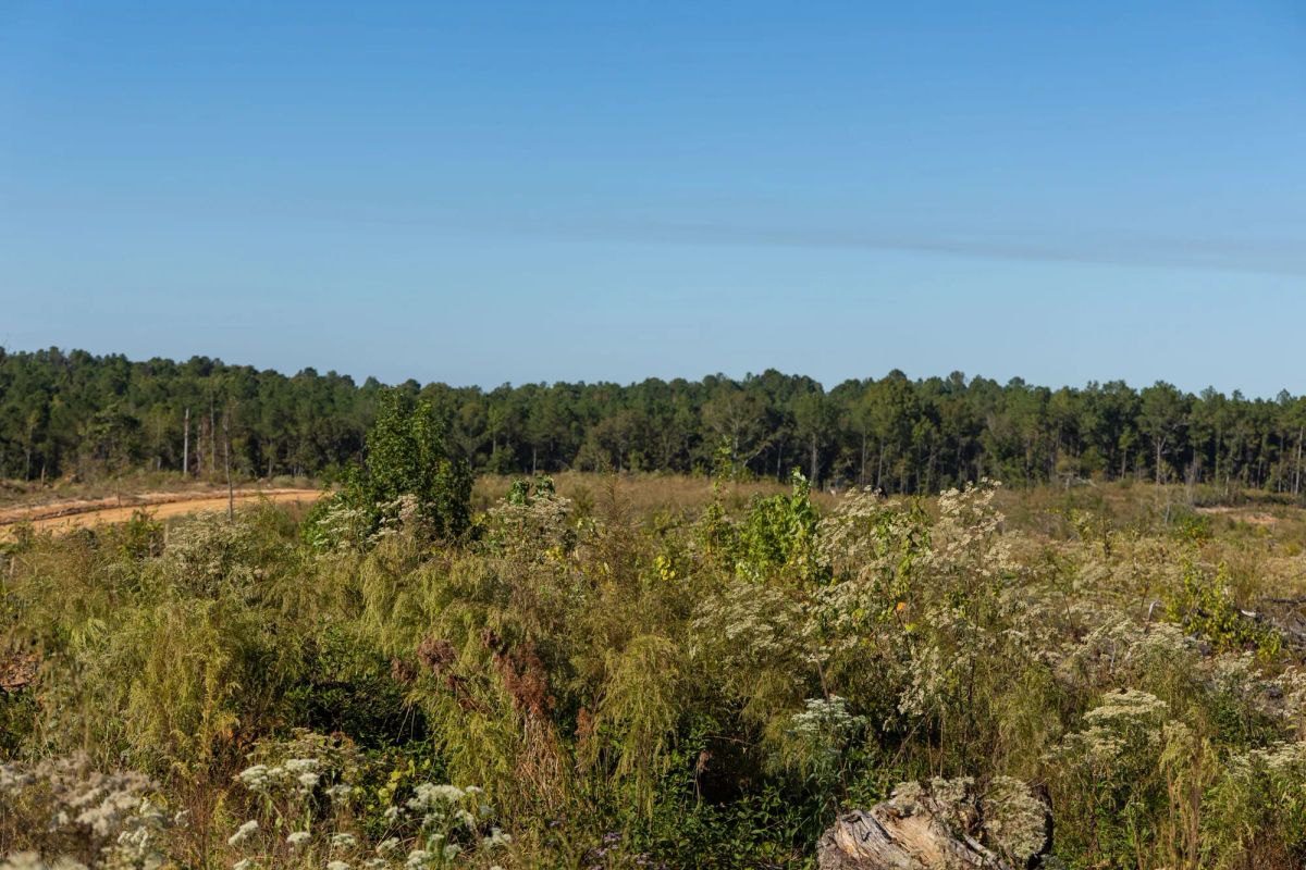 Decorative background for Meyer’s Ridge Tract 10 image 10