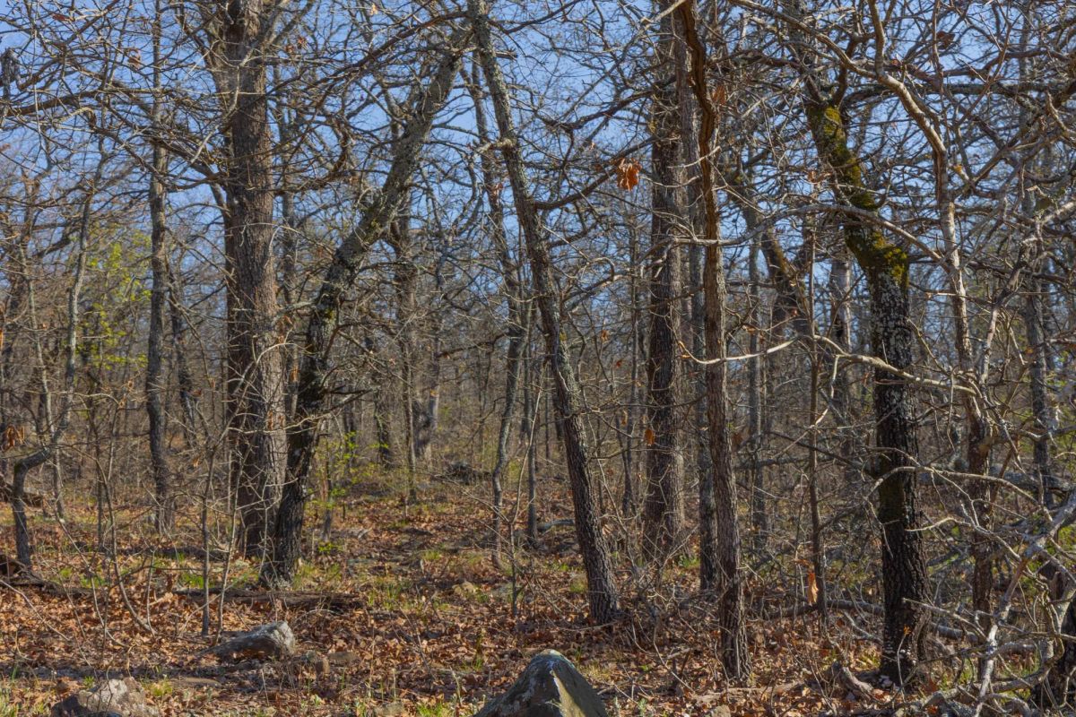 Decorative background for JLH Estates Tract 21 image 7