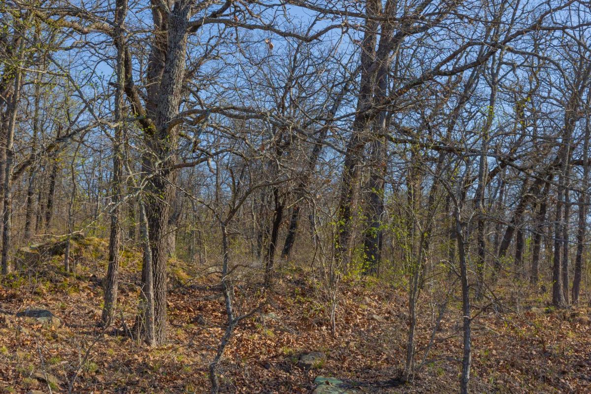 Decorative background for JLH Estates Tract 21 image 9