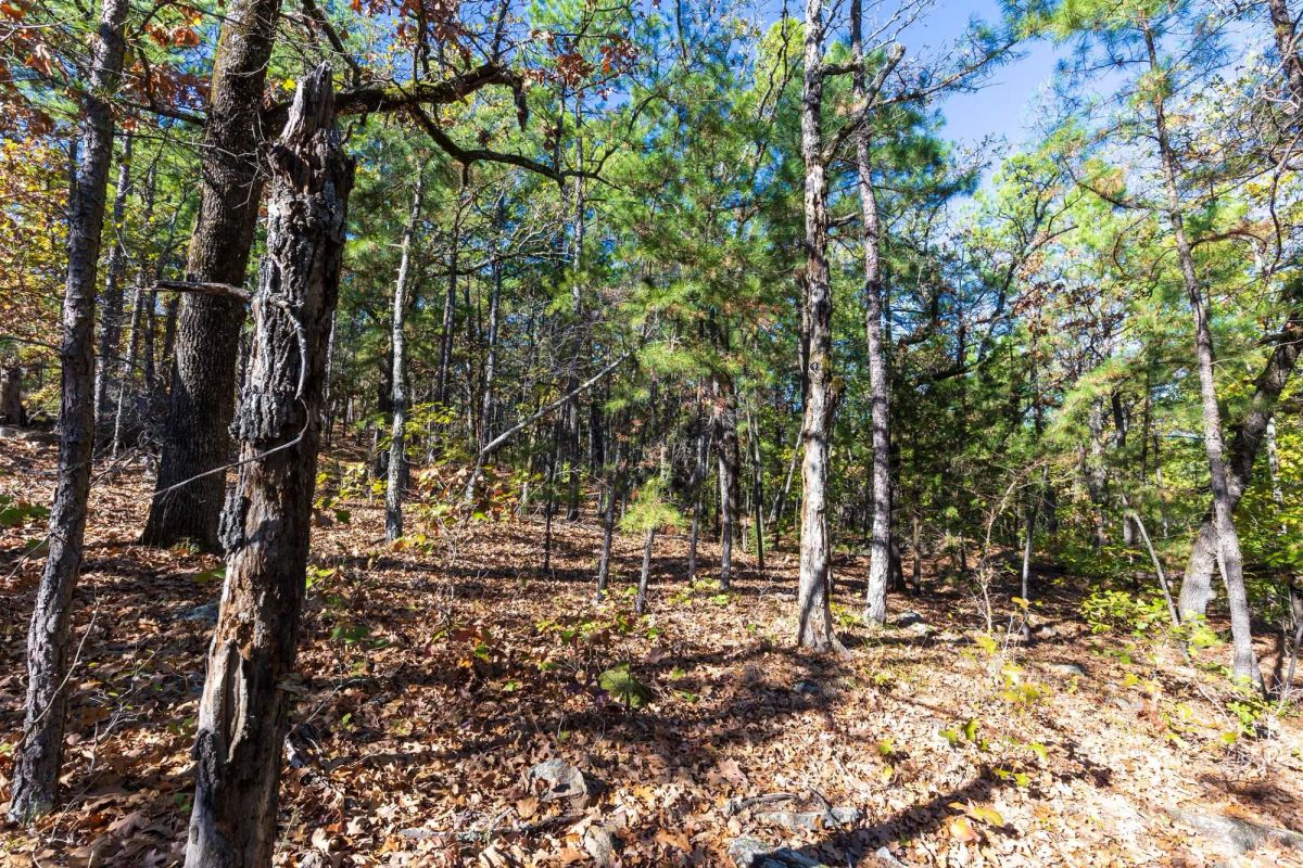 Decorative background for Stone Bridge Reserve Tract 16 image 7