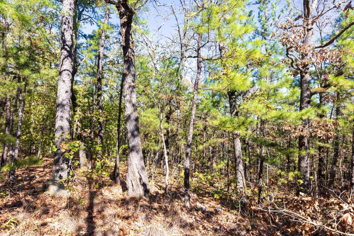 Decorative background for Stone Bridge Reserve Tract 16 image 8