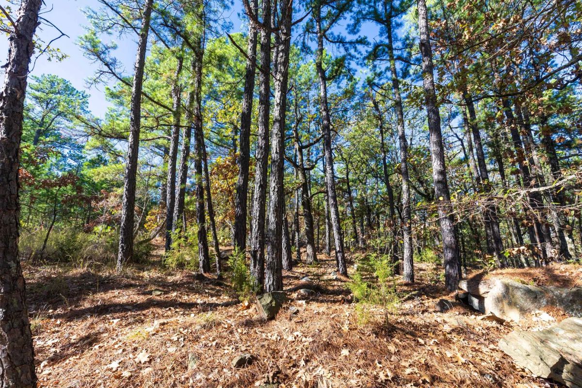 Decorative background for Stone Bridge Reserve Tract 16 image 9