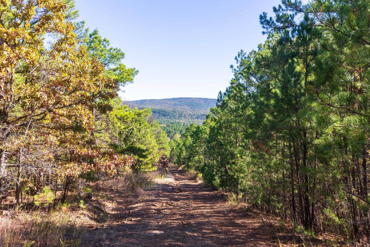 Decorative background for Stone Bridge Reserve Tract 16 image 10