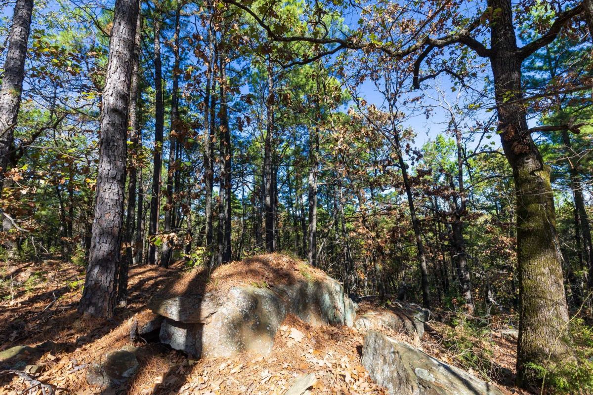 Decorative background for Stone Bridge Reserve Tract 16 image 13