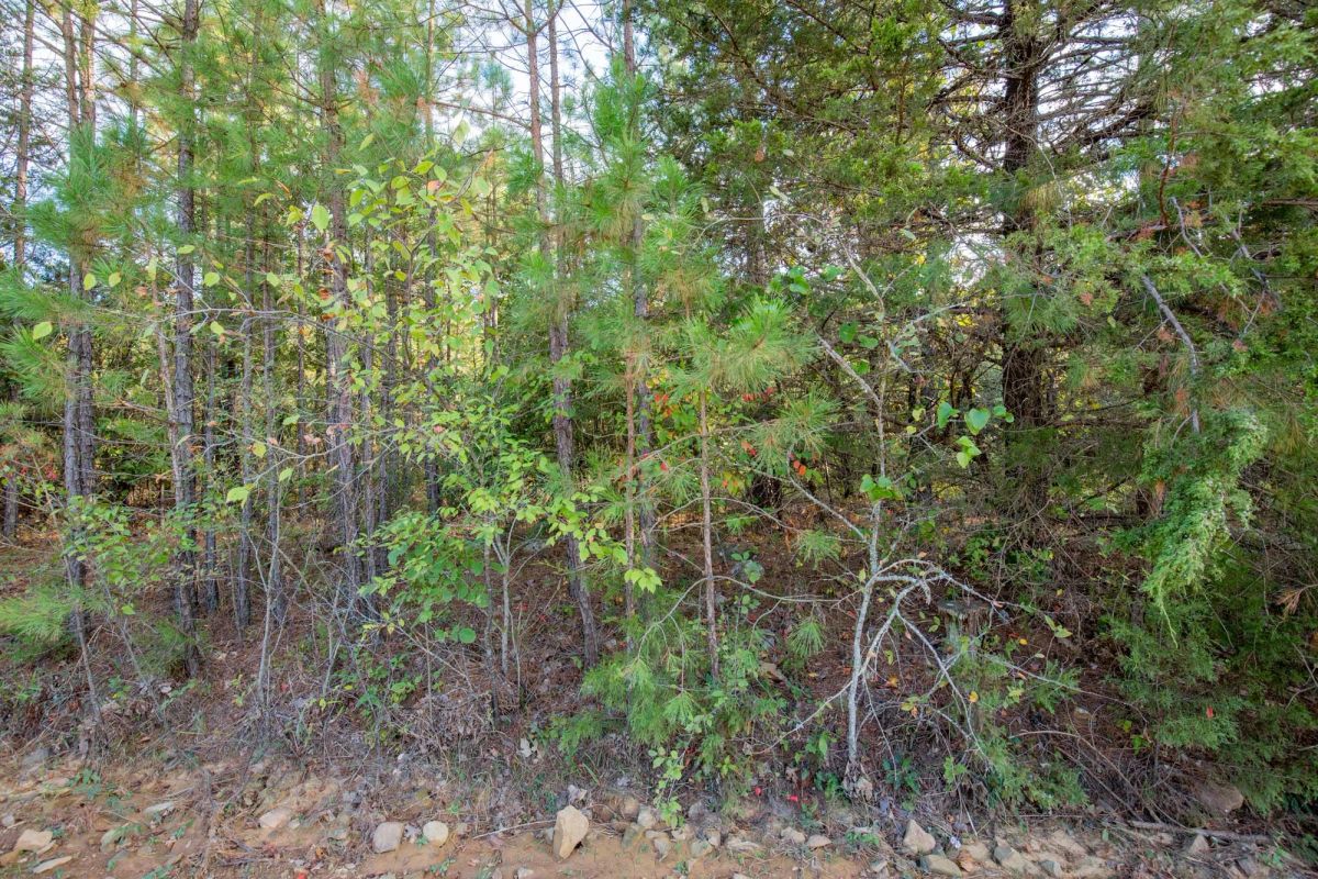 Decorative background for Stone Bridge Phase I Tract 43 image 6