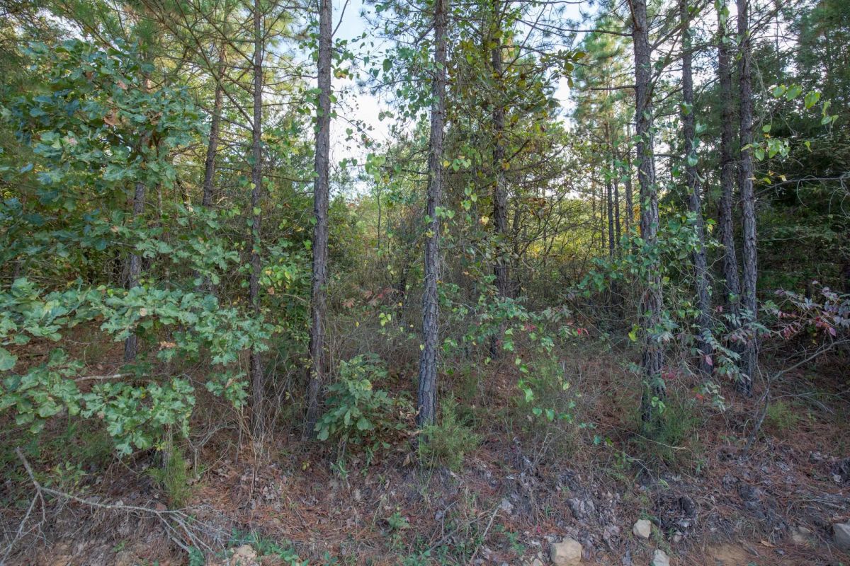 Decorative background for Stone Bridge Phase I Tract 43 image 10