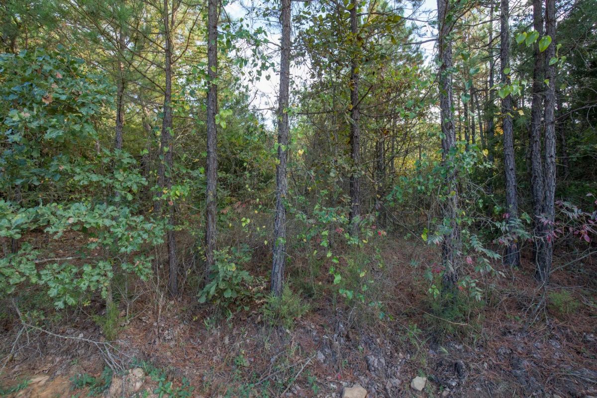 Decorative background for Stone Bridge Phase I Tract 43 image 11