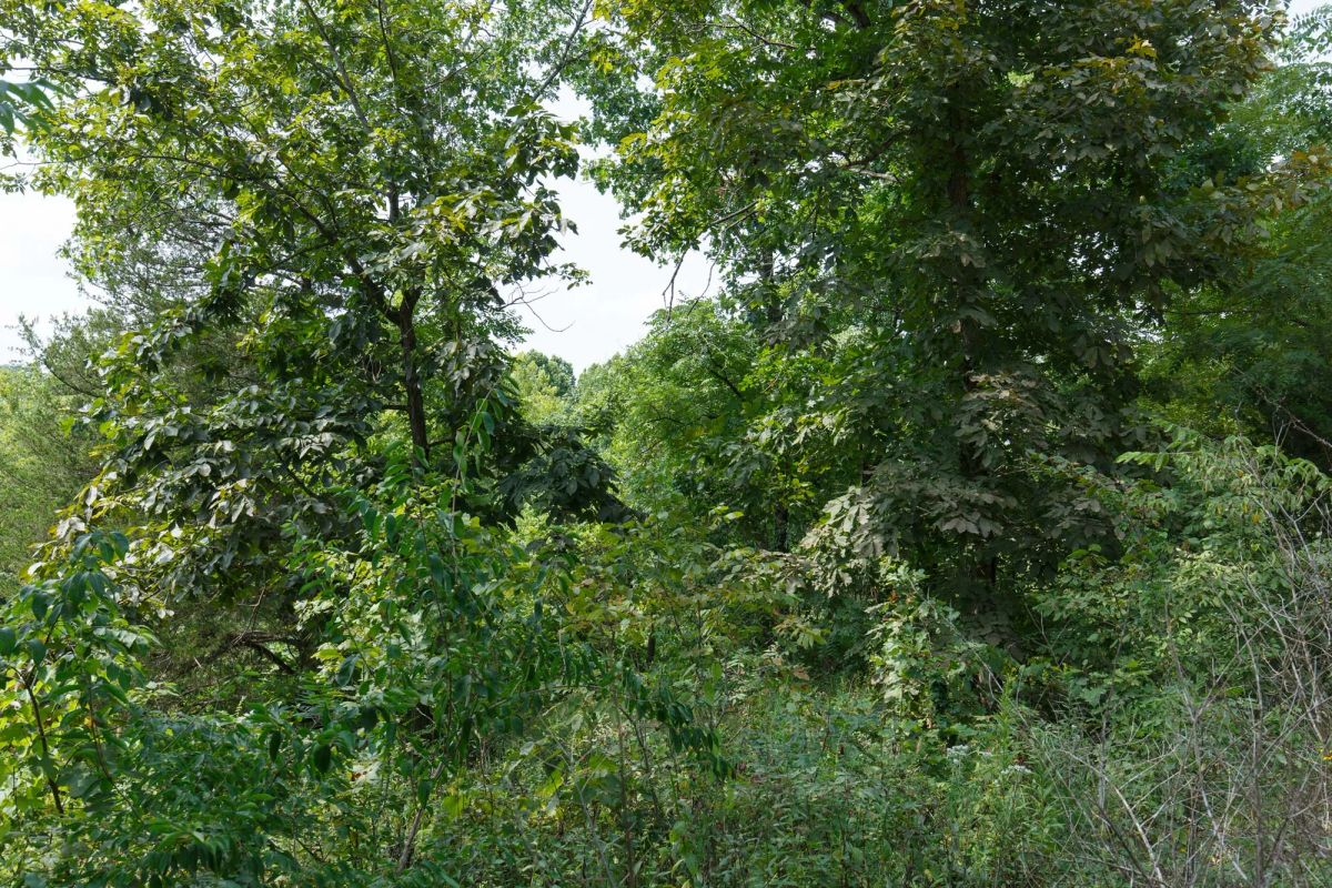 Decorative background for Spring Lake Plat 6 Tract 123 image 5