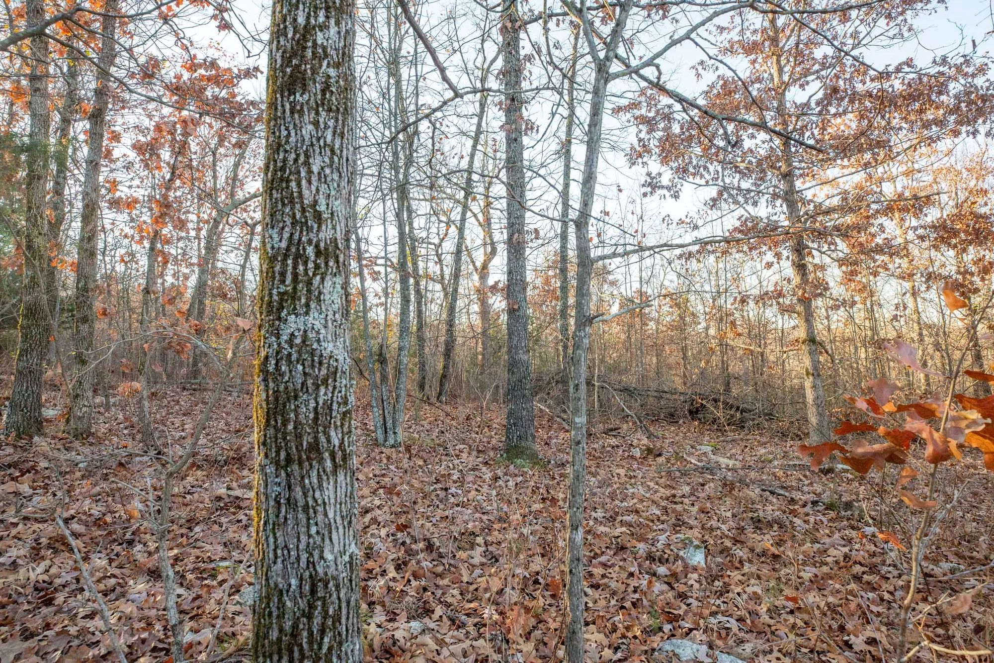 Dutchman Hollow Tract 4 in Fulton County, AR