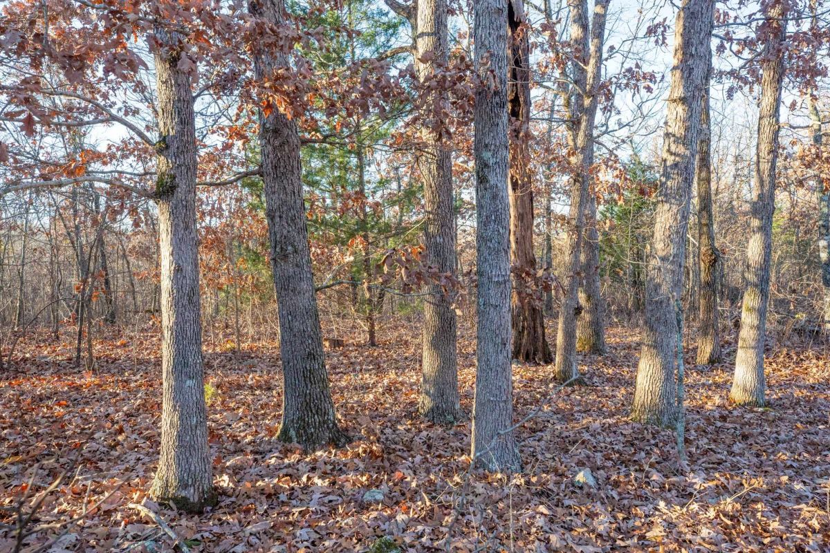 Decorative background for Dutchman Hollow Tract 4 image 5