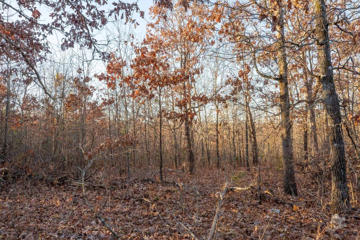 Decorative background for Dutchman Hollow Tract 4 image 6