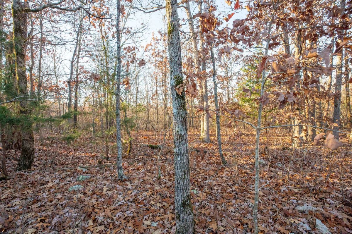 Decorative background for Dutchman Hollow Tract 4 image 7
