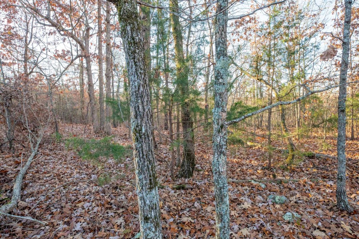 Decorative background for Dutchman Hollow Tract 4 image 8