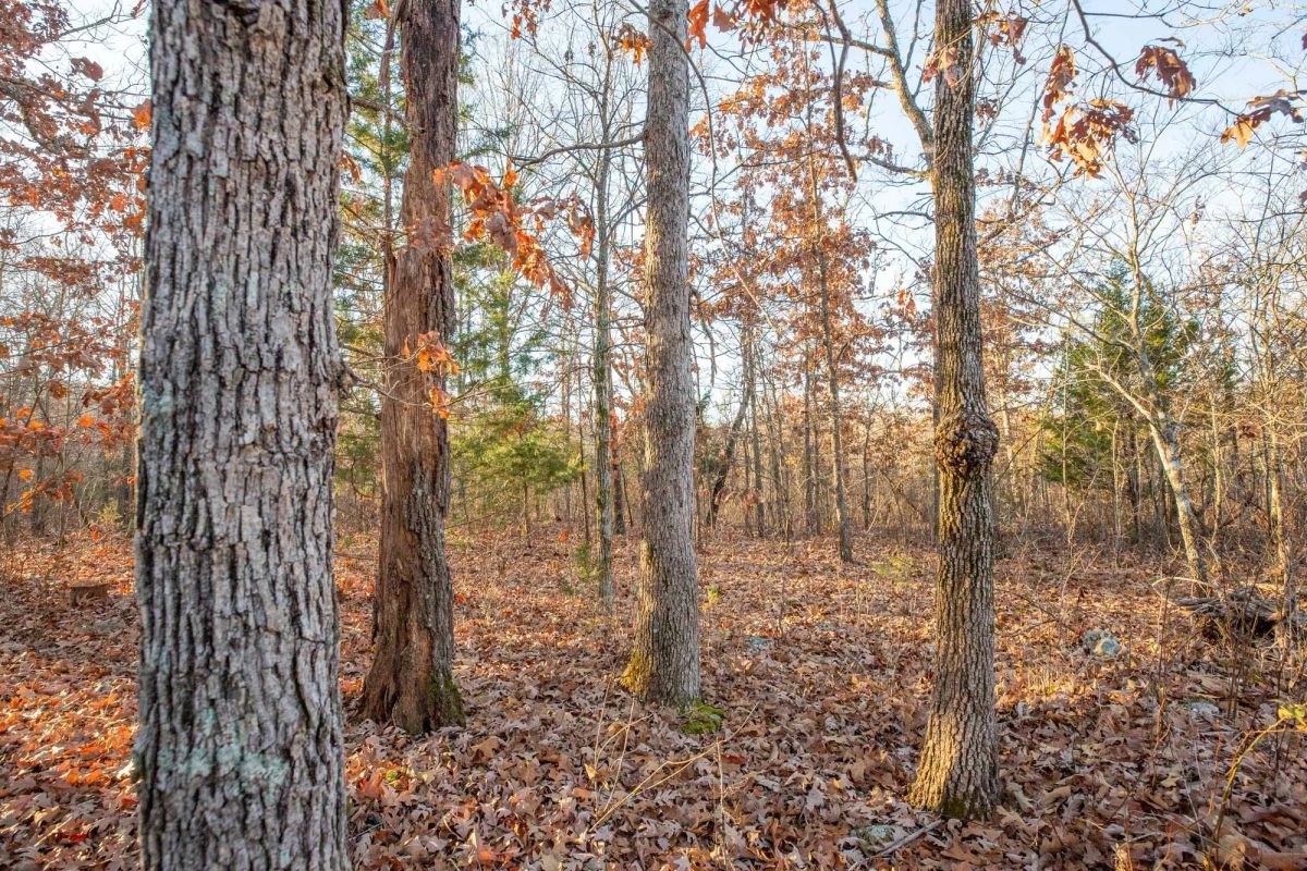 Decorative background for Dutchman Hollow Tract 4 image 9