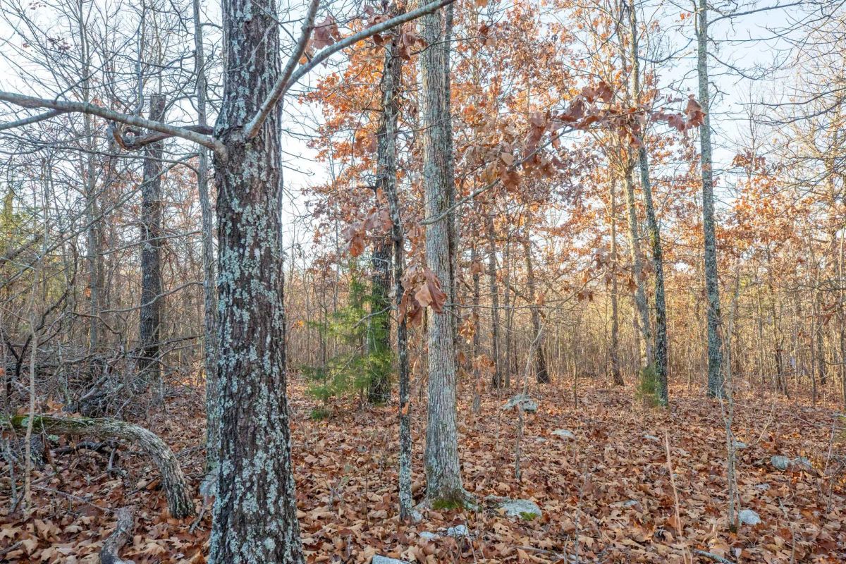Decorative background for Dutchman Hollow Tract 4 image 10