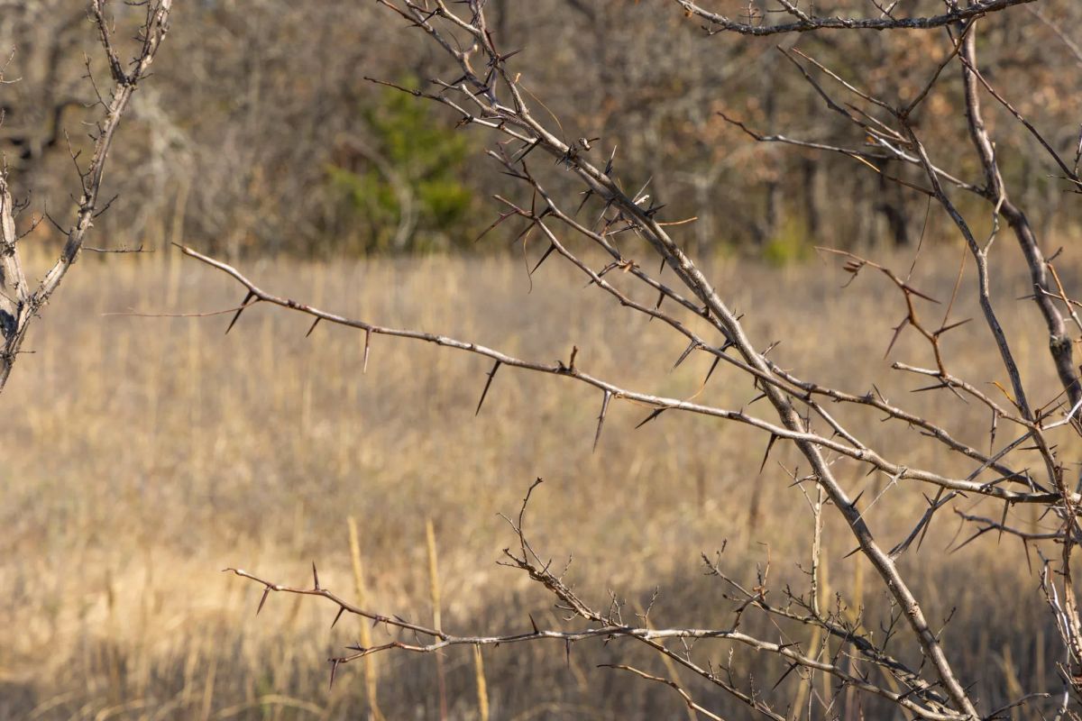 Decorative background for Harmony Hills Tract 47 image 8