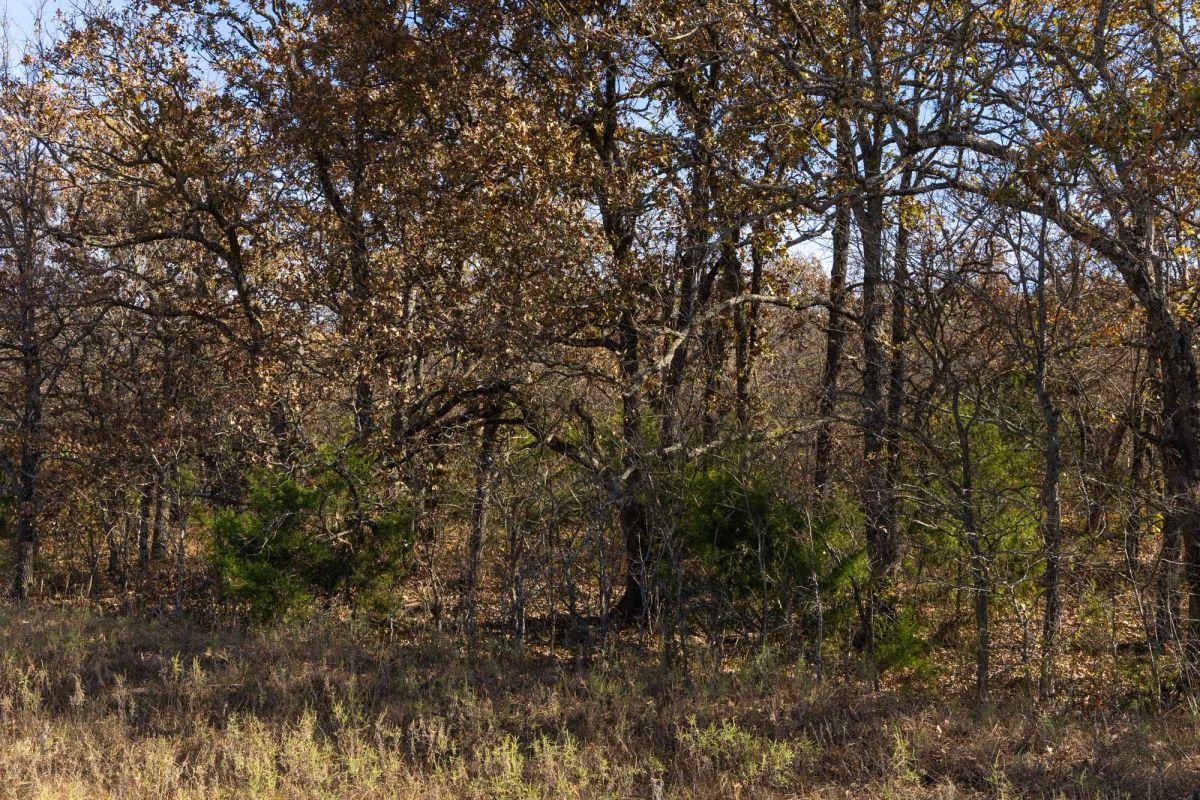 Decorative background for Harmony Hills Tract 47 image 9