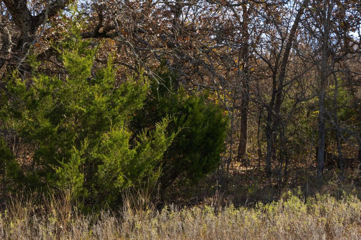 Decorative background for Harmony Hills Tract 47 image 10