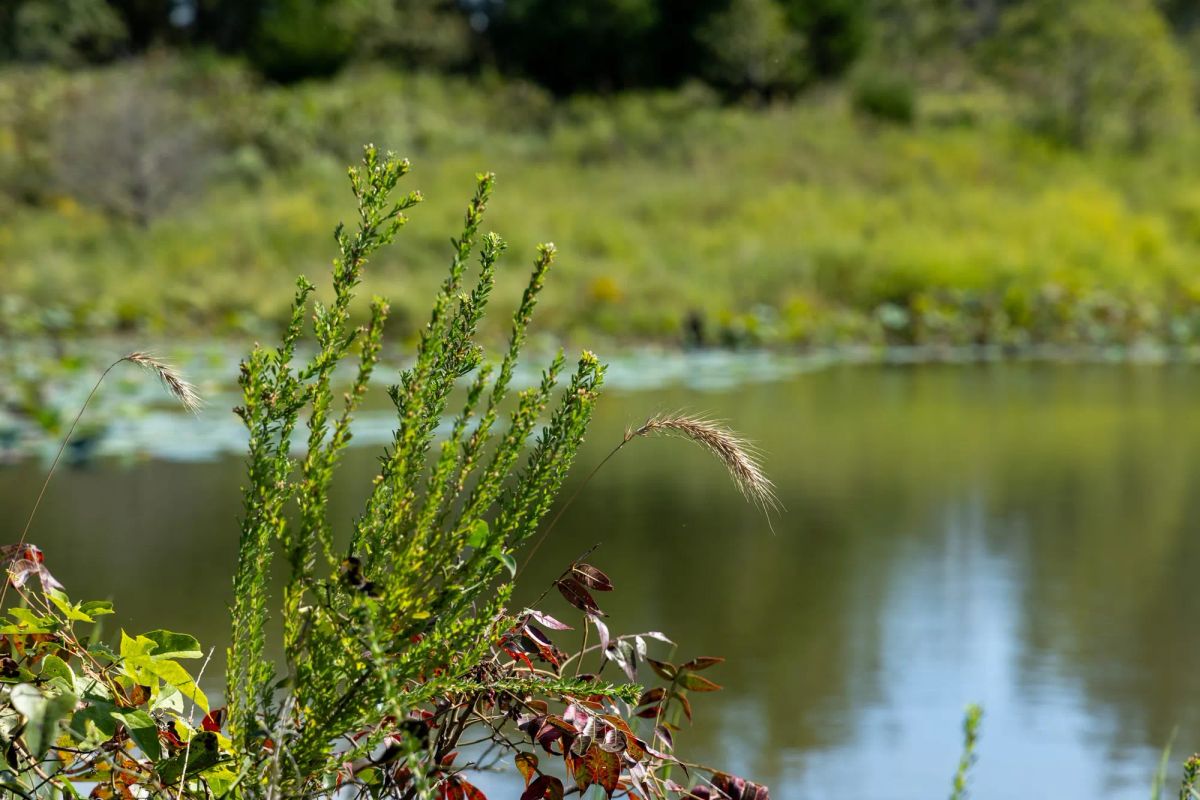 Decorative background for Reserves At Cattail Cove Phase II Tract 90 image 8