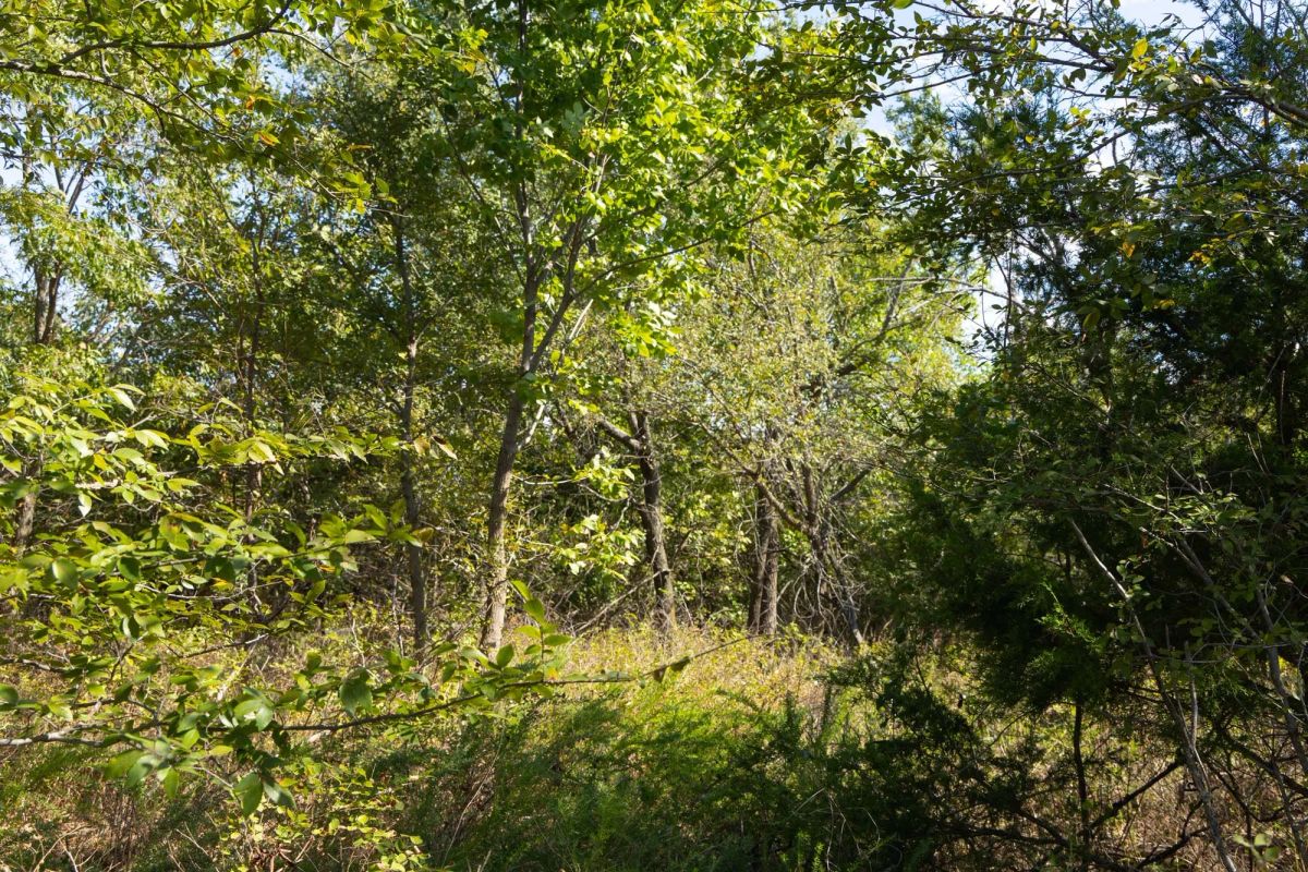 Decorative background for Reserves At Cattail Cove Phase II Tract 90 image 12