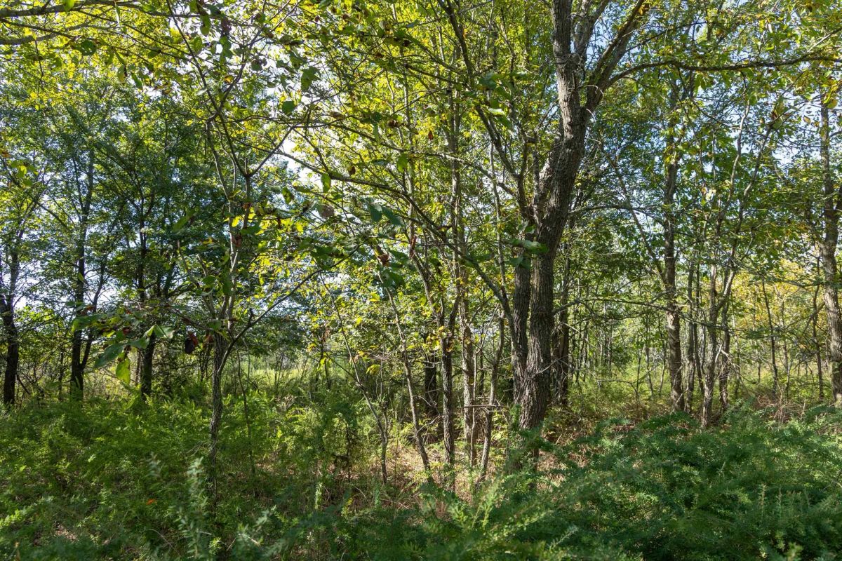 Decorative background for Reserves At Cattail Cove Phase II Tract 90 image 14