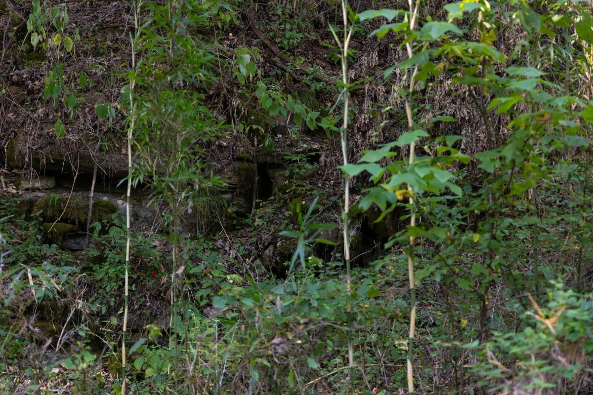 Big White Oak Tract 5 - Image 2