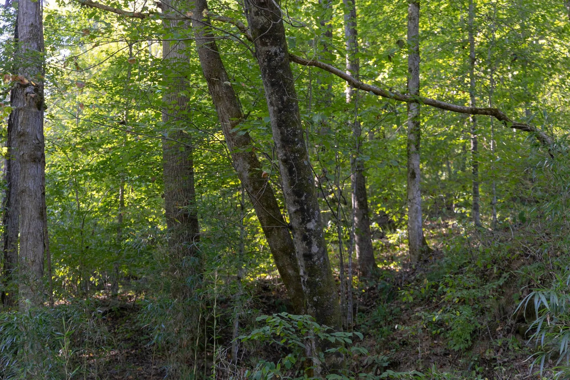 Big White Oak Tract 5 in Perry County, TN