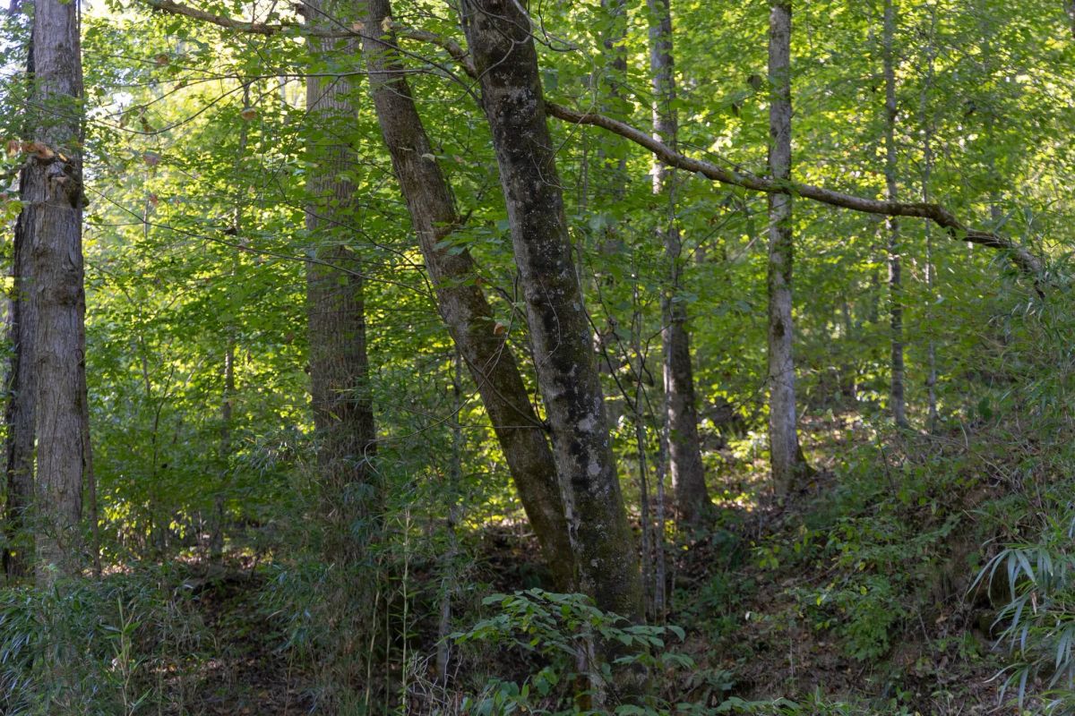 Big White Oak Tract 5 - Image 4
