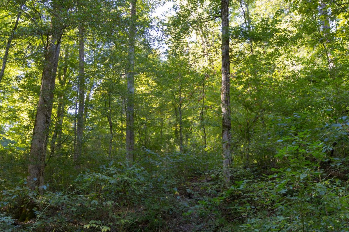 Decorative background for Big White Oak Tract 5 image 6