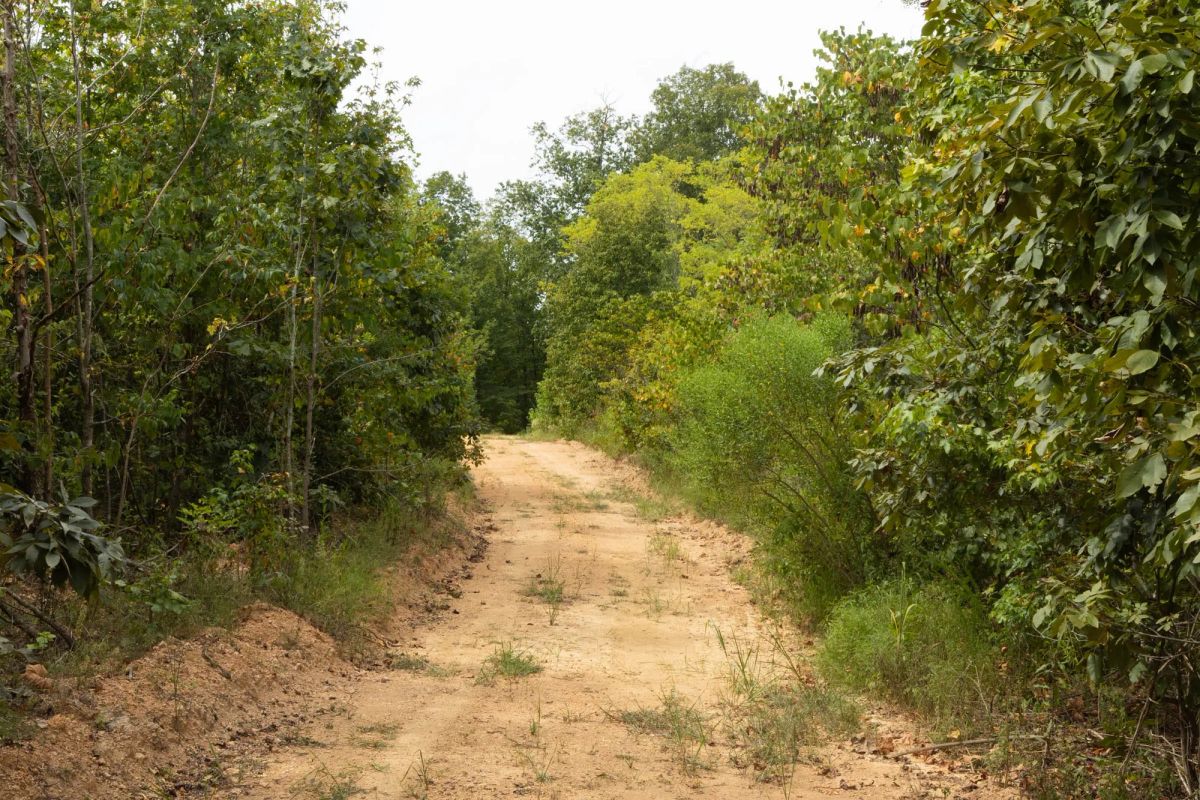 Decorative background for Big White Oak Tract 5 image 7