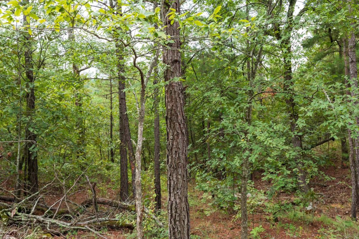 Decorative background for Stone Bridge Phase V Tract 422 image 6