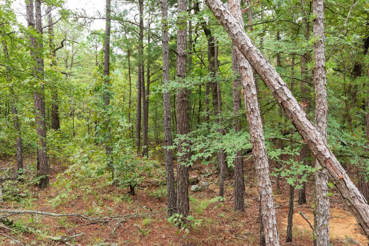 Decorative background for Stone Bridge Phase V Tract 422 image 7