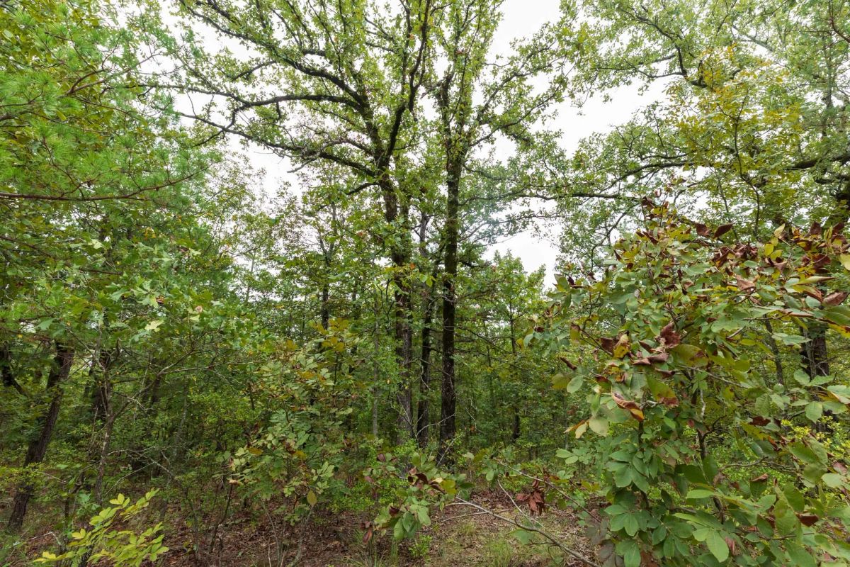 Decorative background for Stone Bridge Phase V Tract 422 image 10