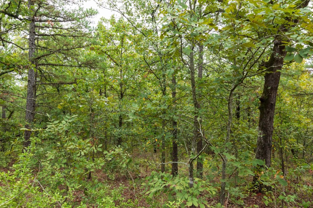 Decorative background for Stone Bridge Phase V Tract 422 image 11