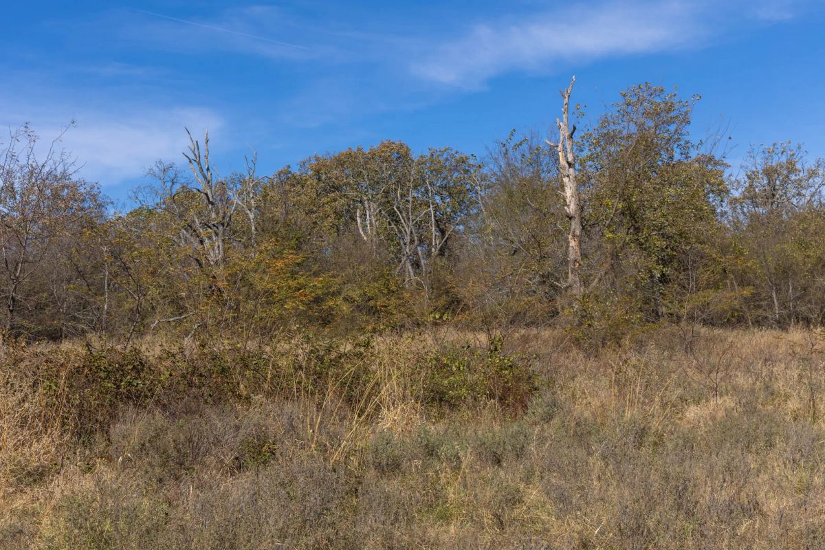 Decorative background for Harmony Hills Tract 37 image 5