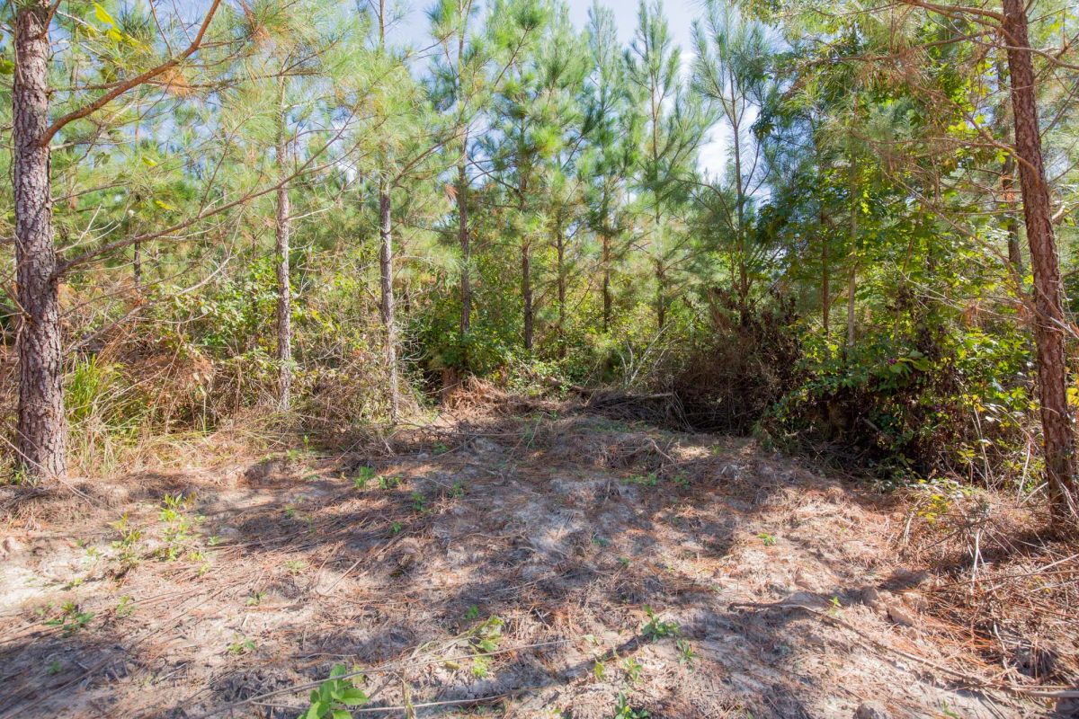 Decorative background for Sky Ranch Tract 4 image 7