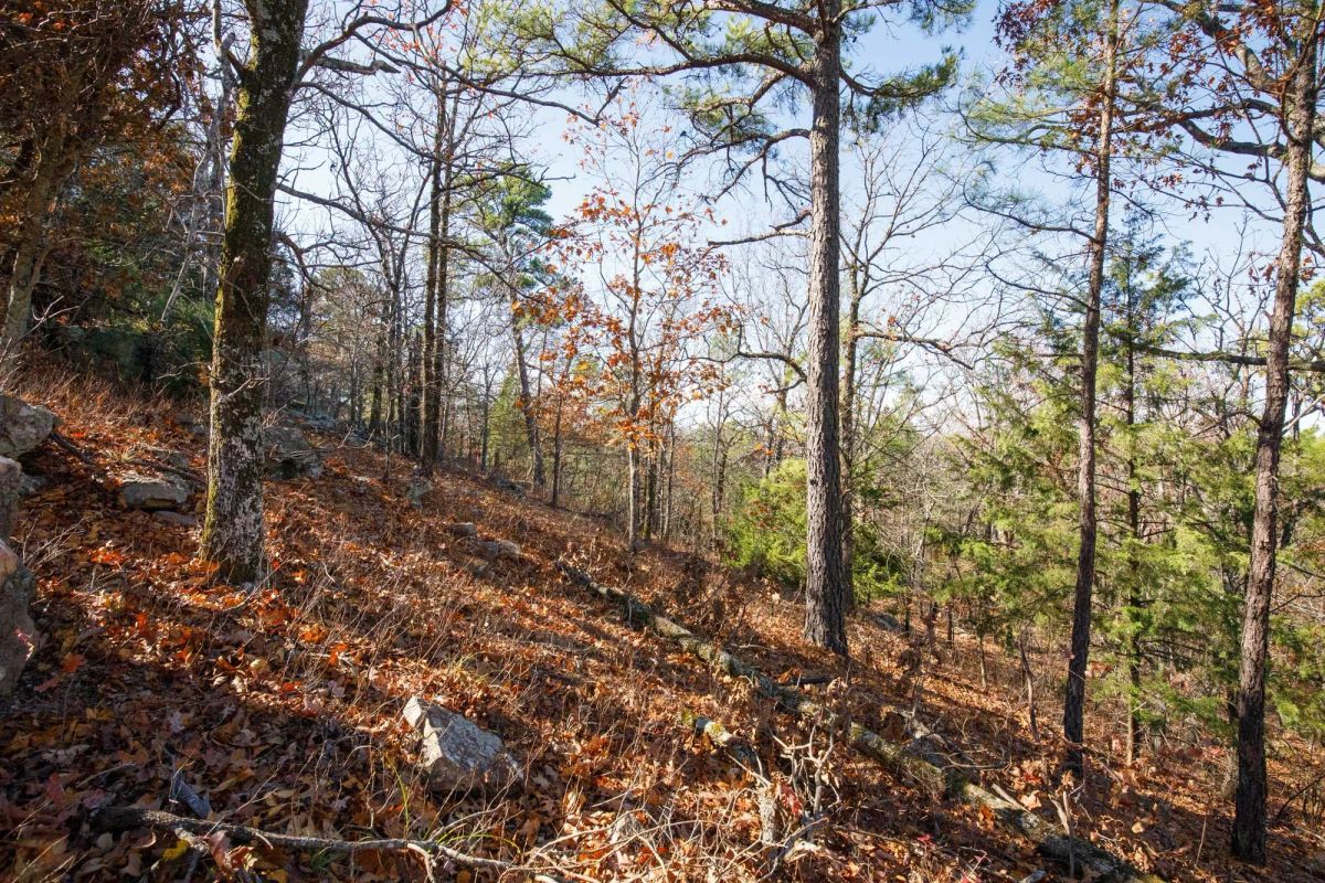 Decorative background for Stone Bridge Phase II Tract 100 image 11