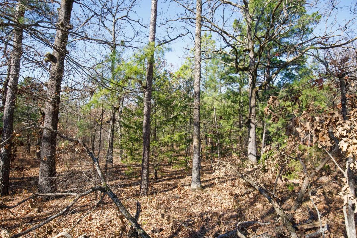 Decorative background for Stone Bridge Phase II Tract 100 image 16