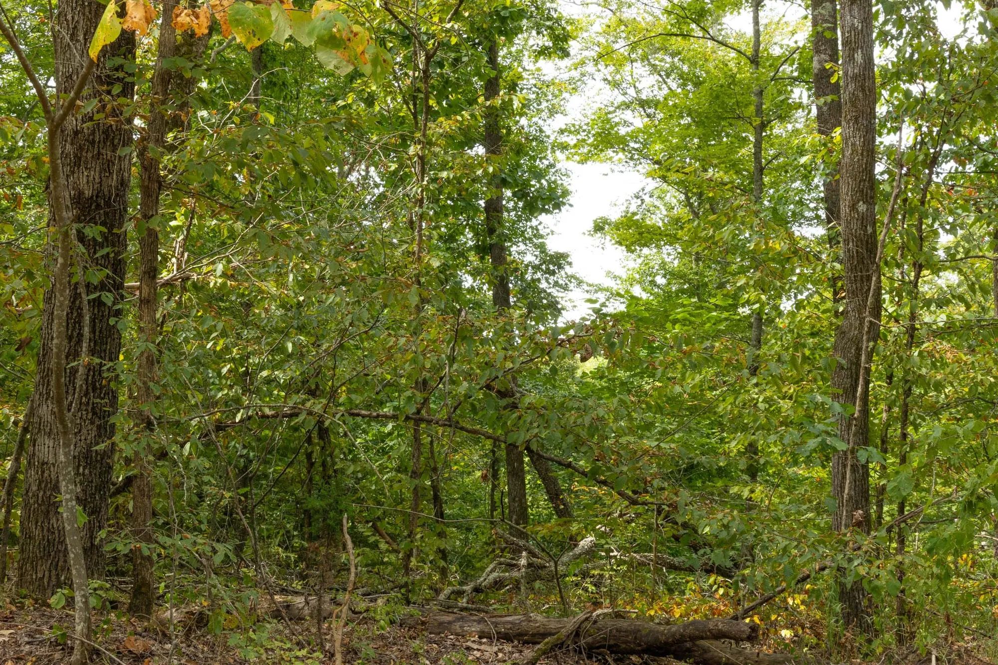 Big White Oak Tract 62 in Perry County, TN