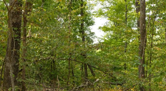 Big White Oak Tract 62 in Perry County, TN